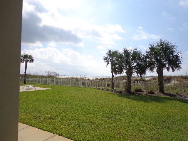 patio view of palms