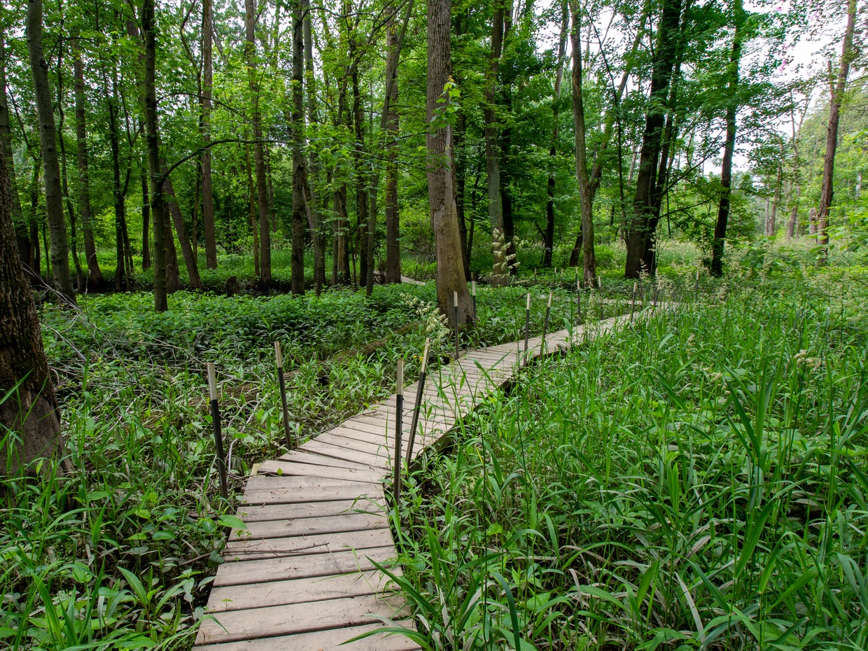 Elevated path to The Little Calumet River
