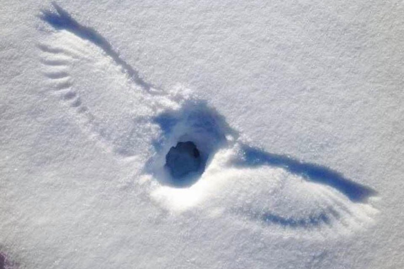 Bird Landing imprint!