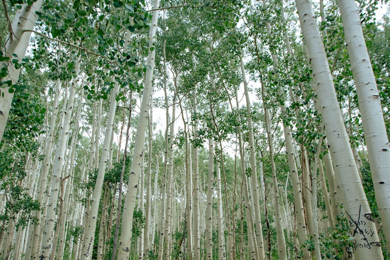 Big Cottonwood in Summer