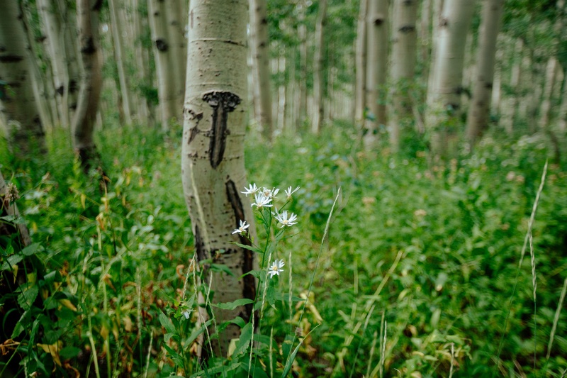 Big Cottonwood in Summer
