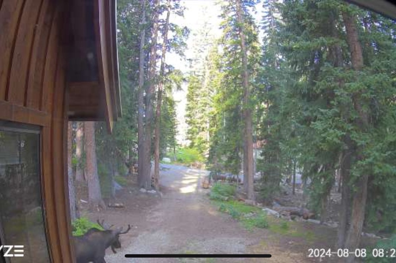 Moose sighting from the kitchen!