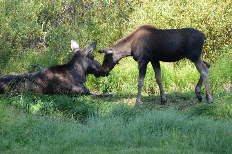 Cow and Calf Moose in Backyard