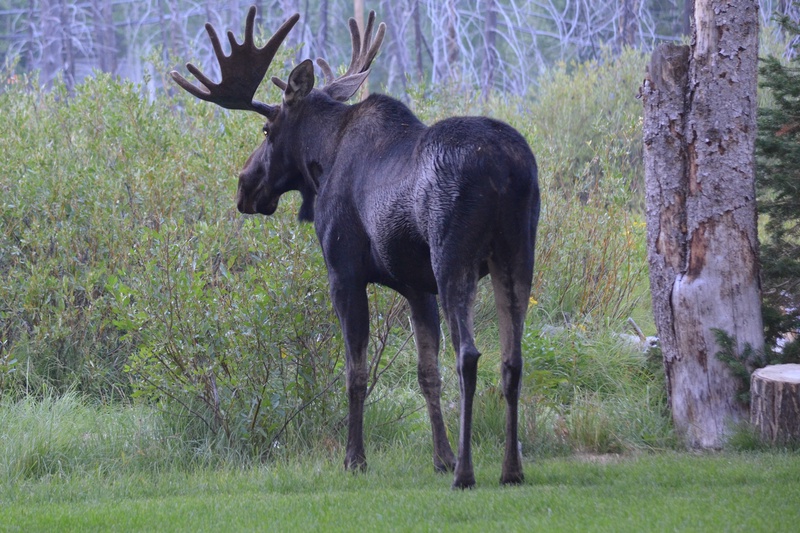 Bull Moose in Backyard