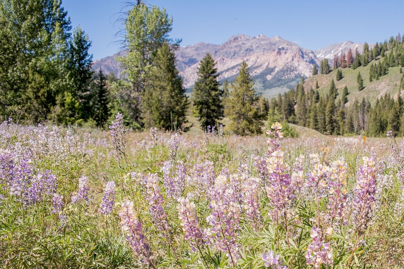Spring Rentals Spring Into Summer Vacation Rentals in Sun Valley, ID