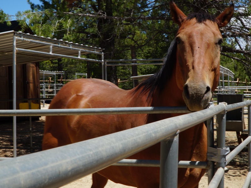 Horse back riding at the equestrian center