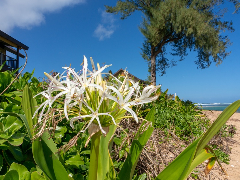 Hanalei Colony Resort | Kauai Kahuna Vacation Rentals