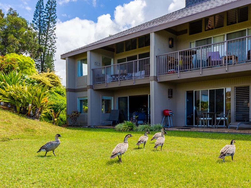 You can pass a quiet afternoon out on the lanai, watching the nene (Hawaiian geese) stroll by. Watch your snacks, though, as you might attract some unwanted guests if you have anything particularly yummy!