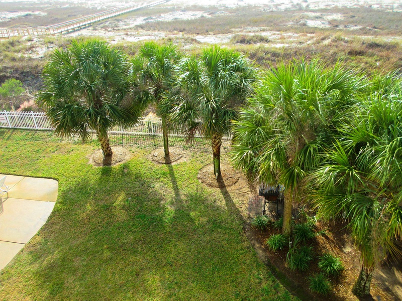 palms from condo