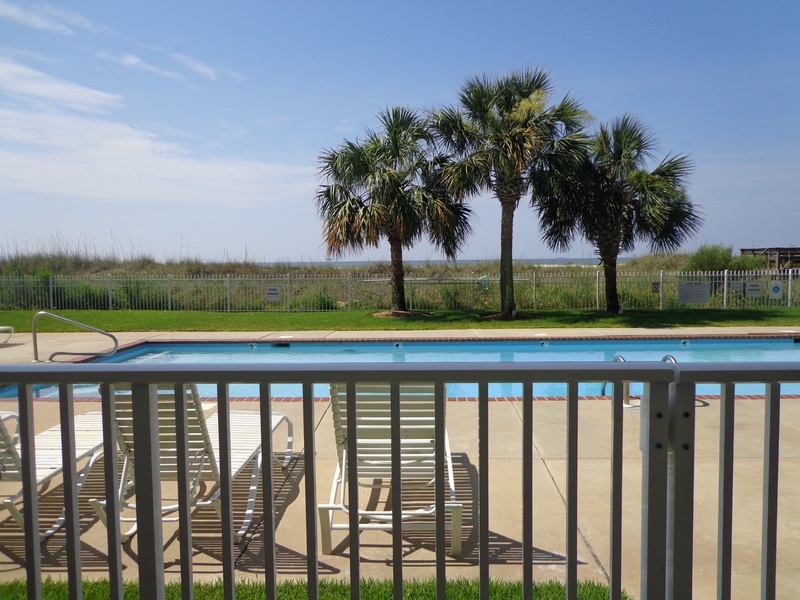 palms & pool