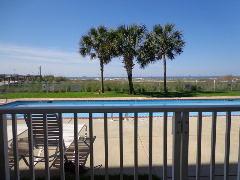pool area palms