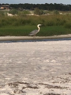 great blue heron