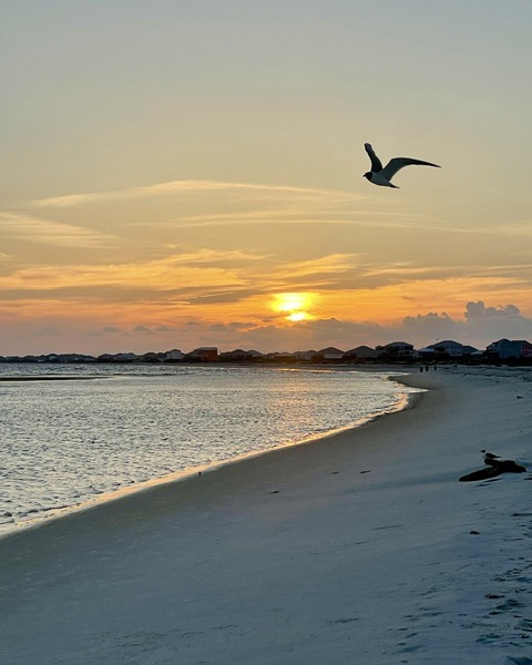 Sunset with wildlife