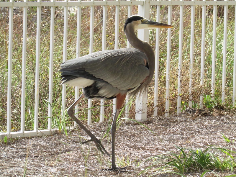 heron on the property