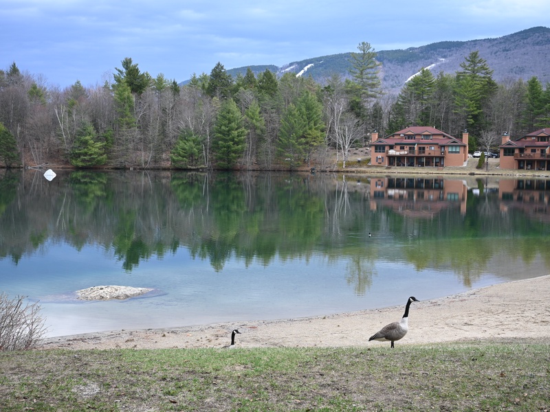 Lake View with wildlife