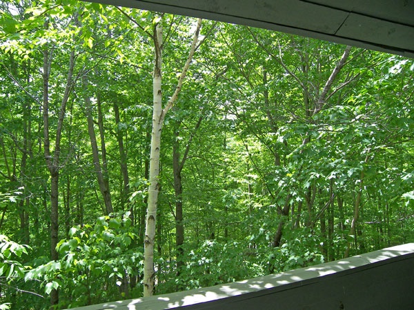 Wooded summer view from deck.