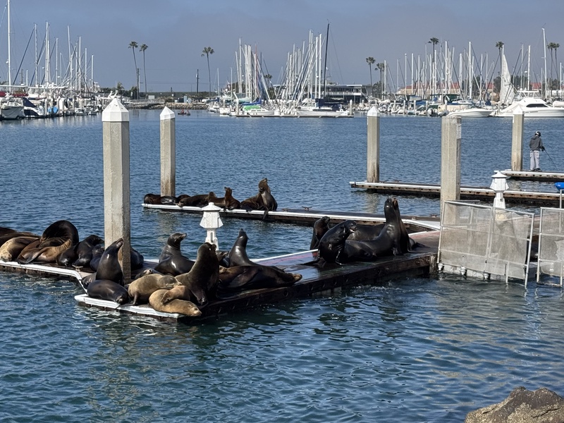 It's always fun to walk over to the harbor to watch the sea lions