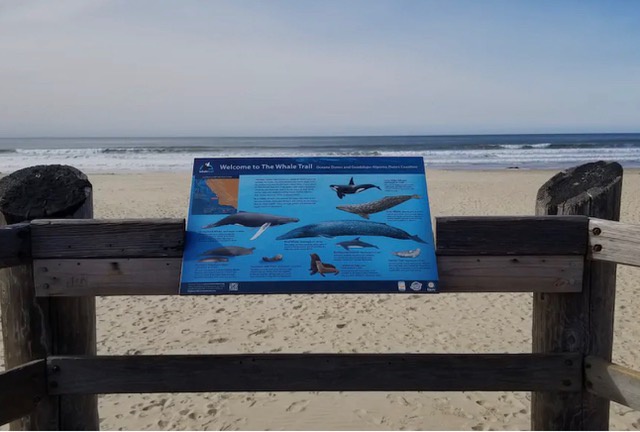 Near the Oceano Dunes, the Whale Trail lets visitors explore the beach, ride the dunes, and watch migrating gray whales.