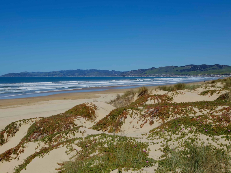 Explore the serene beauty of the Oceano Dunes Preserve, where rolling sand dunes meet coastal wildlife and peaceful walking trails offer a more tranquil side of the coast.
