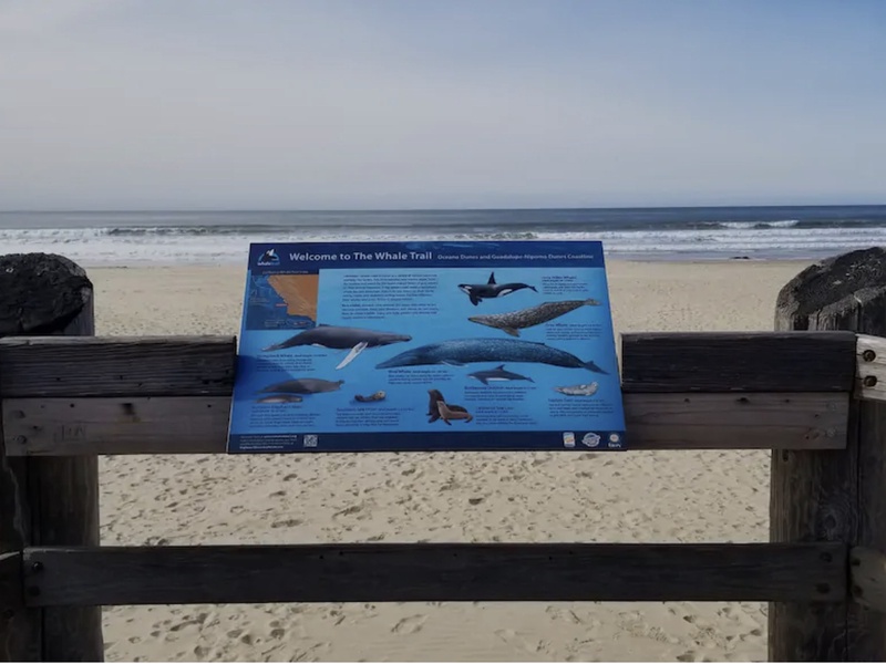Keep an eye on the horizon and you might just spot a whale! This area is part of the Whale Trail along the California coastline, offering prime viewing spots to witness these majestic creatures in their natural habitat.