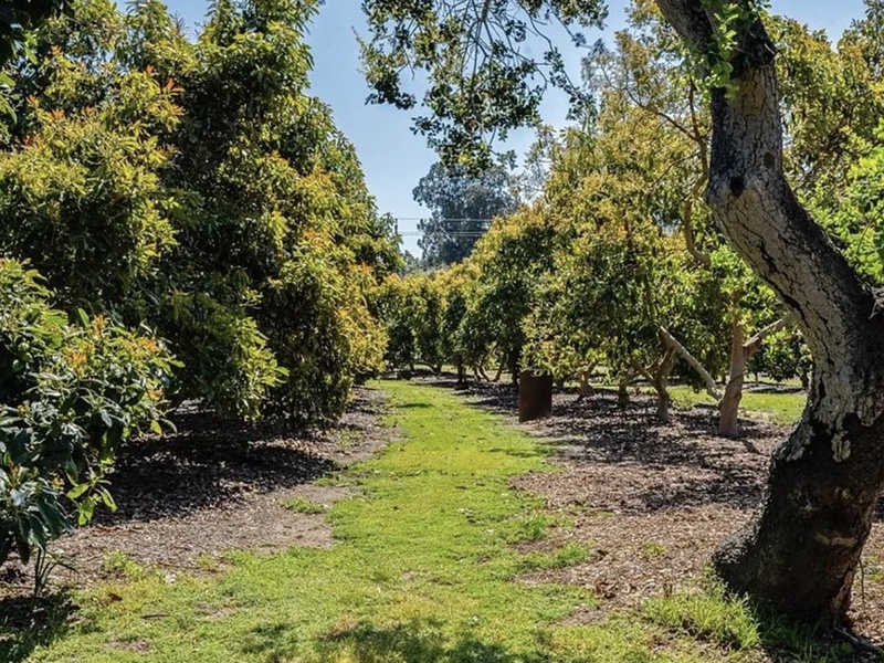 Enjoy a stay at our 200-acre avocado ranch.