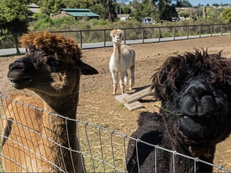 Stroll down and say hello to the alpacas, chickens, and goats.